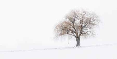 a tree covered in snow