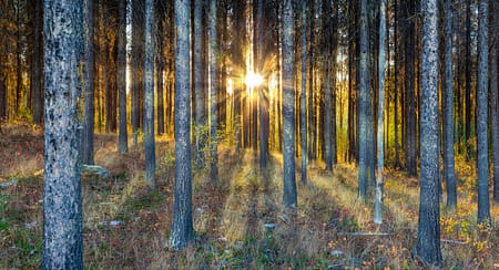 sunlight beaming through trees in a forest
