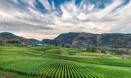 a large vineyard with clouds and mountains in the background