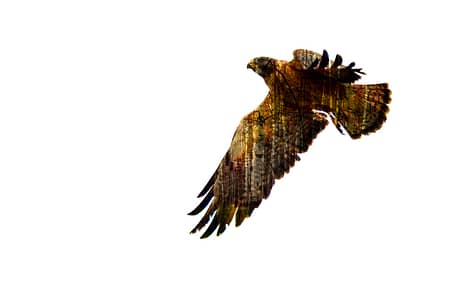 a close up of a hawk with a forest superimposed into it