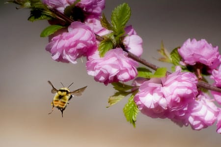 a close up of a bee flying towards a flower