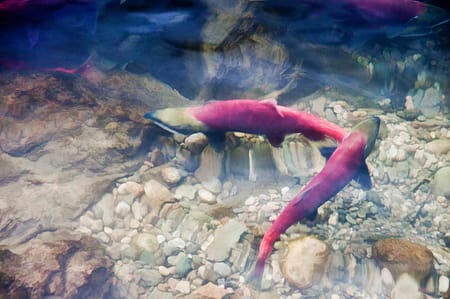 two spawning salmon swimming under water