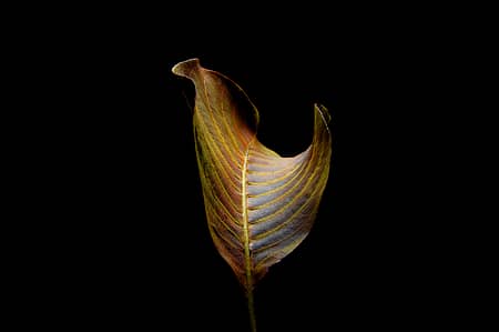 a close up of a walnut leaf with a black background