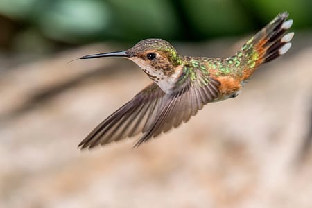 a humming bird flying