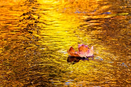 a leaf floating in a stream of gold reflections