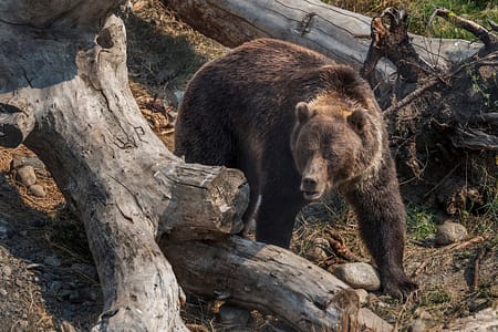 a large brown bear standing in a clearcut fallen tree
