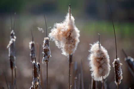 cattails in a marsh