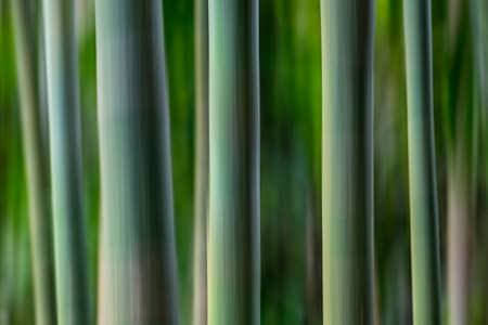 motion blur of a bamboo forest