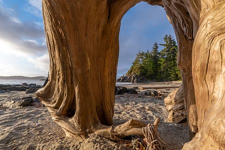 trees roots on a coastal beach