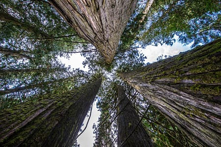 a looking up towards the sky in a forest full of old growth trees