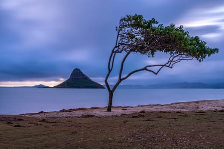 a tree in front of a body of water with Hawaiian islands