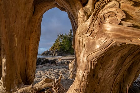 a old fallen tree leaning to an ocean beach