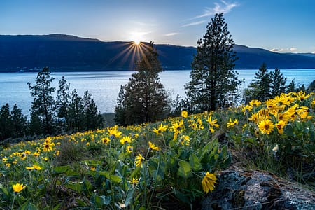 a hillside of spring flowers in front of a body of water
