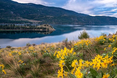 spring flowers in a body of water with a mountain in the background