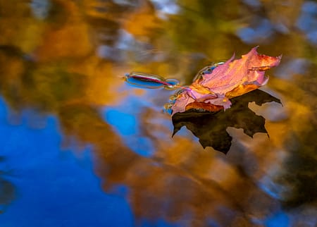 A fallen leaf floating on a still water pond