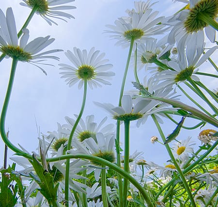 a low angle photograph of garden daisies