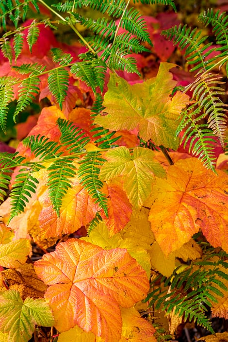 a close up of fall coloured leaves and ferns