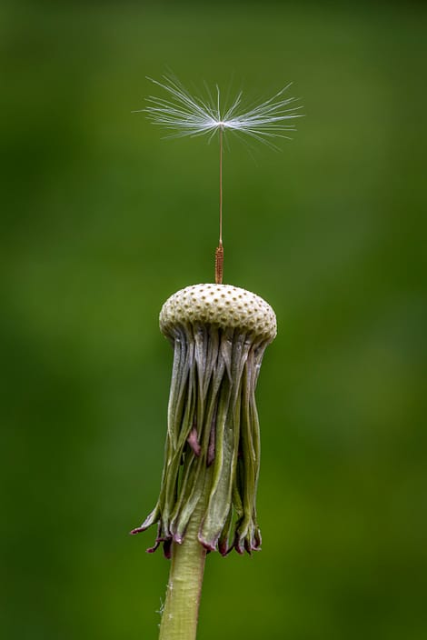 a close up of a dandelion seed on top of the stem