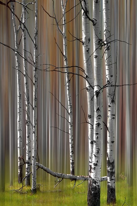 a group of poplar trees in a spring forest meadow with motion blur