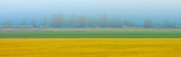 a misty canola field with trees in the background