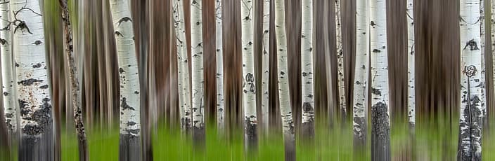 abstract image of a poplar tree grove
