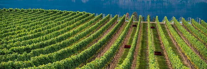 vineyard rows leading towards a lake