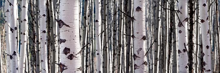 a close up of a grove of poplar trees