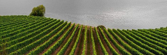 a vineyard leading down to a lake