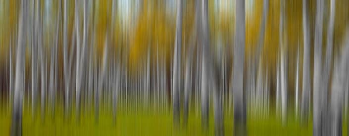abstract of a grove of fall colour trees