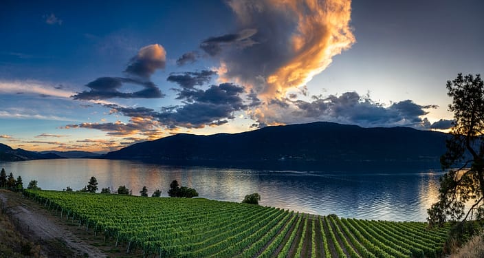 sunset over a vineyard with a lake and mountains in the background
