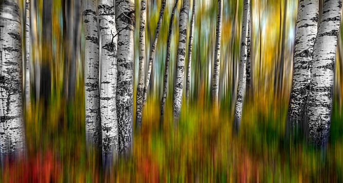 a abstract image of fall coloured trees with blur