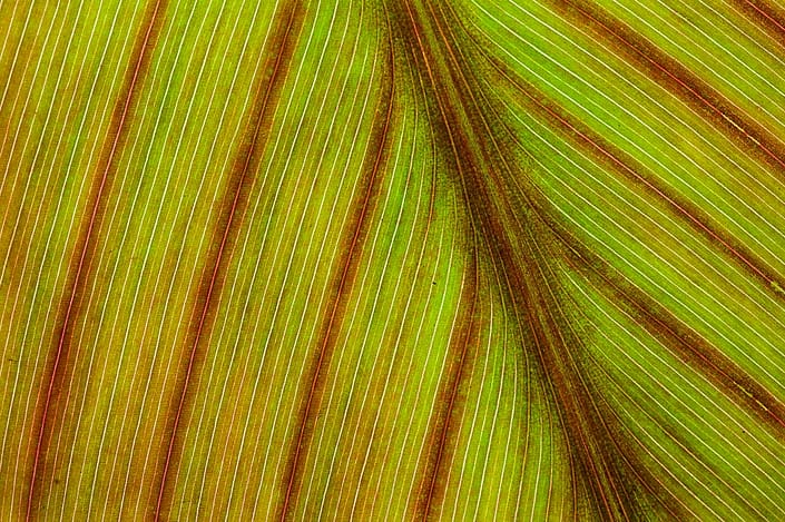 plant leaf abstract