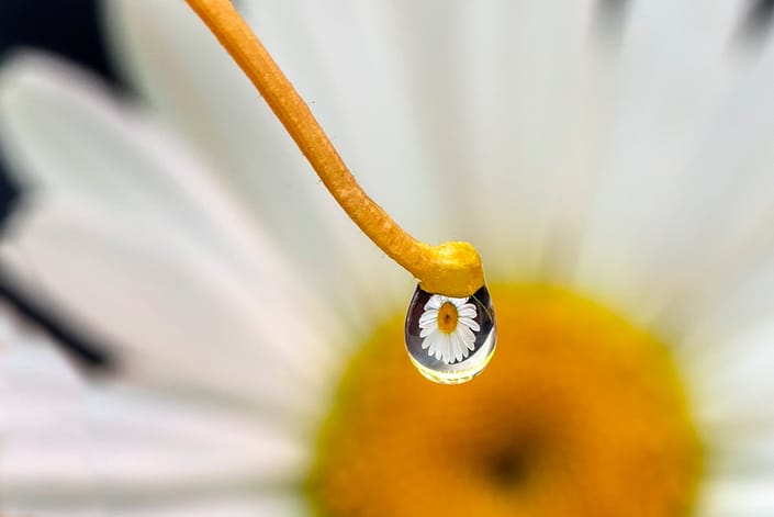 a close up of a water drop with a daisy refracted in it