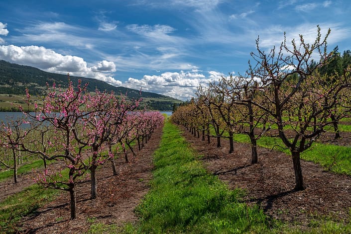 an orchard with pink flowers leading towards a lake and mountains
