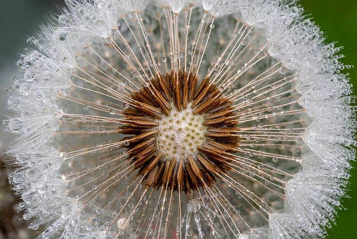 a close up of a dandelion with rain drops