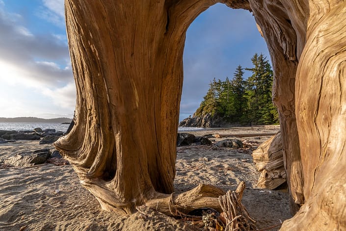 trees roots on a coastal beach