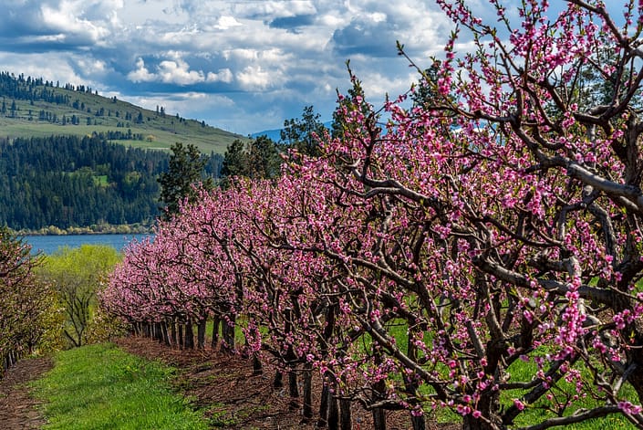 a group of pink flowers on a orchard of trees