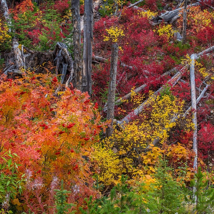 fall colours of trees in a forest