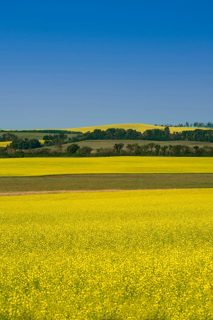a large prairie field of canola flowers