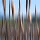 nature abstract of cat tail reed