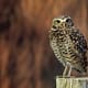 a small burrowing owl perched on a fence post
