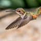 a humming bird flying
