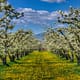 a apple orchard in full bloom with yellow flowers