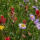 a group of colourful wild flowers in a alpine meadow