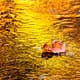 a leaf floating in a stream of gold reflections
