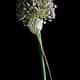 a close up of a leek flower on a black background
