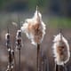 cattails in a marsh