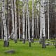 a group of poplar trees in a spring forest meadow