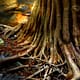 tree roots beside a mountain stream