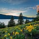 sunset on a hillside full of wildflowers looking over a lake and mountains